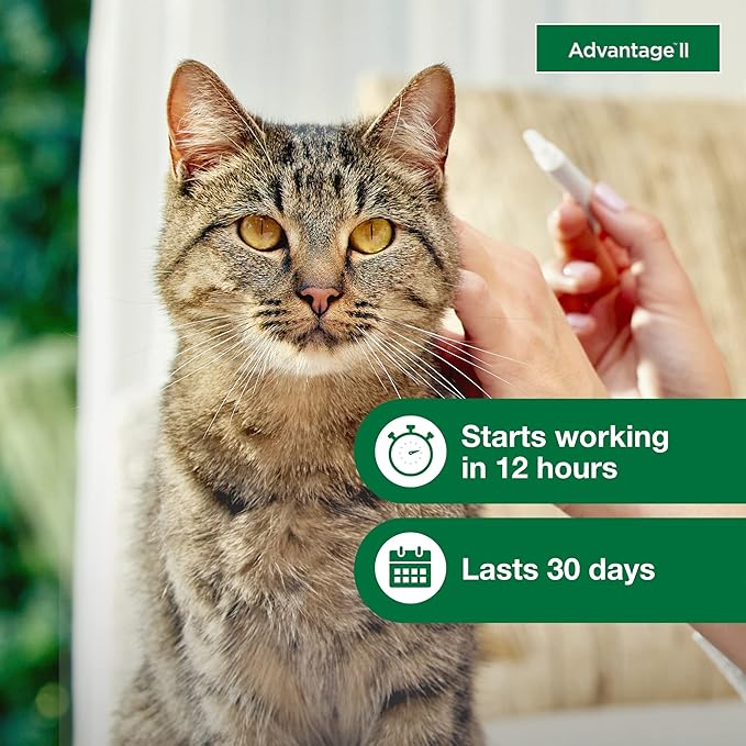 Advantage II Large Cat Vet-Recommended Flea Treatment & Prevention | Cats Over 9 lbs. | 6-Month Supply