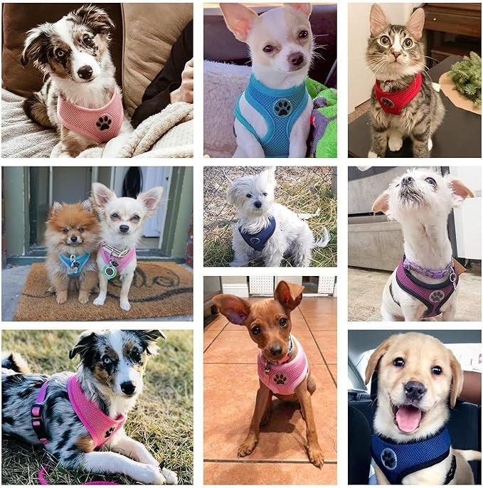 BINGPET Small Dog Harness - Breathable Mesh Puppy Cat Harnesses - No Pull Adjustable Dog Harness Dog Vest Harness for Small and Medium Dogs