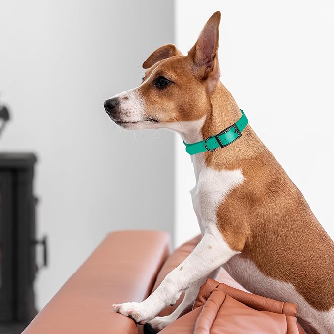 Dogline Biothane Waterproof Dog Collar Strong Coated Nylon Webbing with Black Hardware Odor- Proof for Easy Care Easy to Clean High Performance Fits Small Medium or Large Dogs, Teal