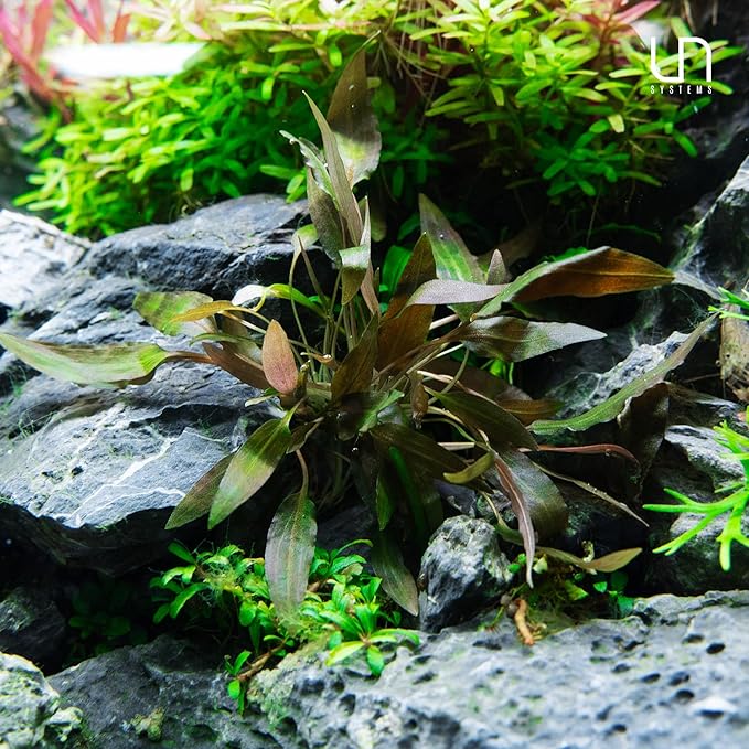 Cryptocoryne Lutea in Vitro Tissue Culture Cup