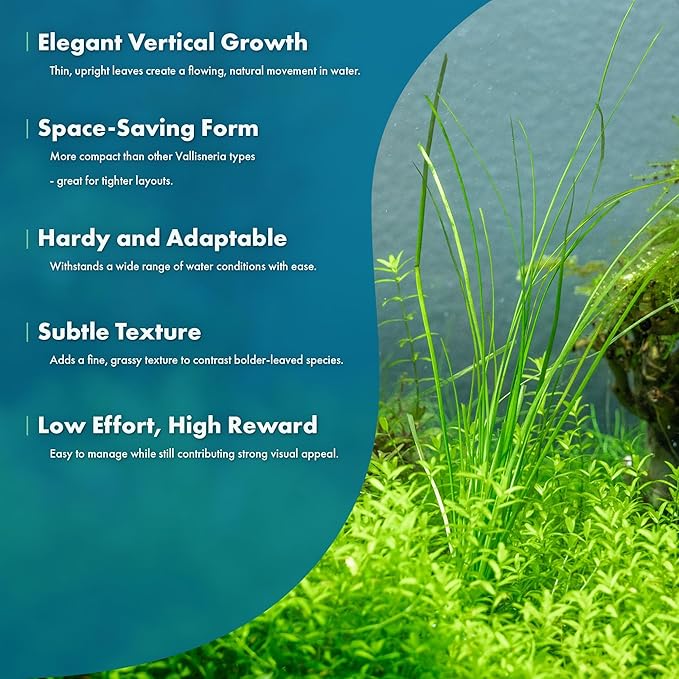 Live Plant - Tall Grass, Vallisneria Nana - Easy Care, Low to Moderage Light, Bright Green Accent, Freshwater Aquatic Plant for Aquascaping - Lead Bunch