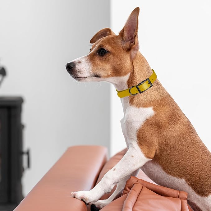 Dogline Biothane Waterproof Dog Collar Strong Coated Nylon Webbing with Black Hardware Odor- Proof for Easy Care Easy to Clean High Performance Fits Small Medium or Large Dogs, Treasure Gold