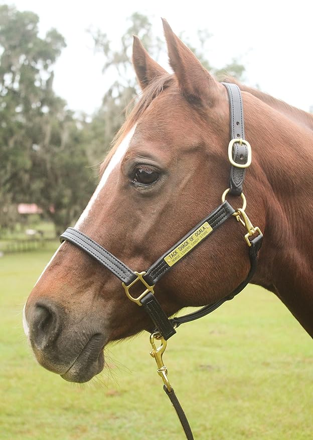 Leather Halter for Horses with Customized Engraved Name Plate Option Halter for Horse | Brown/Brass, Padded Halter (Blue or Green) Black/Brass, Black/Chrome Options