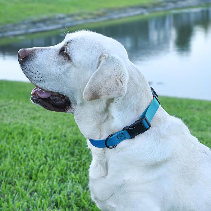 Dogline Biothane Waterproof Dog Collar with Quick Release Buckle Strong Coated Nylon Webbing with Odor- Proof for Easy Care Easy to Clean Fits Small Medium or Large Dogs, Dogline Blue 3/4" W 12-19" L