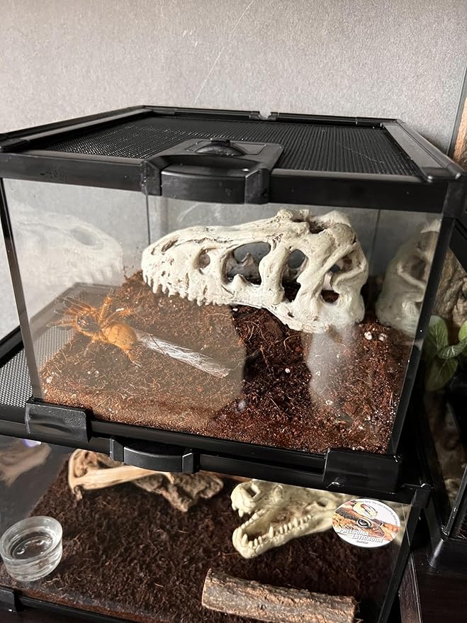 Mini Reptile Glass Terrarium Tank, cage for Tarantula Sling Geckos, Frog, Lizards, Chameleons,Turtles Snake Snail Insect Hermit Crab Isopods Reptiles Enclosure (7.9x7.9x5.7inch)