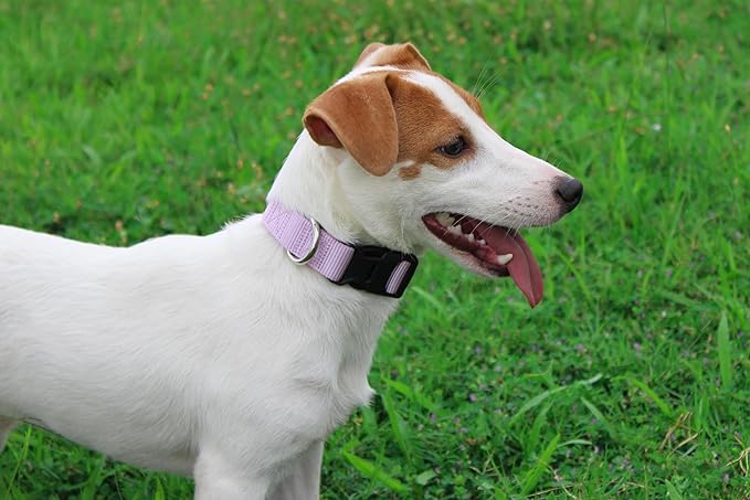 Mikivery Nylon Dog Collar with Quick Release Buckle Soft Adjustable Sturdy for Small Medium Large Dogs Violet,L