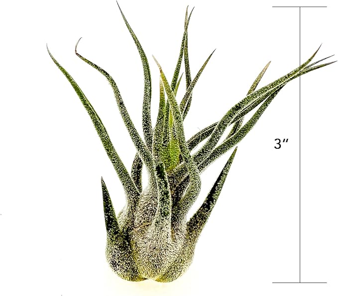 Air Plants - Tillandsia Pruinosa, Large 3-5" - 2ct - Live Arrival Guaranteed - House Plants for Home Decor & Gift