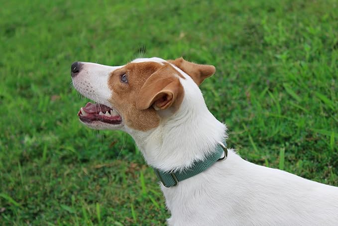 Mikivery Nylon Dog Collar with Quick Release Buckle Soft Adjustable Sturdy for Small Medium Large Dogs Emerald,M