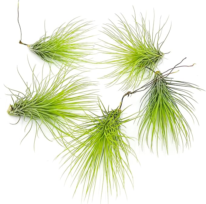 Air Plants - Tillandsia Andreana, Large 4-6" - 5ct - Live Arrival Gauranteed - House Plants for Home Decor & Gift