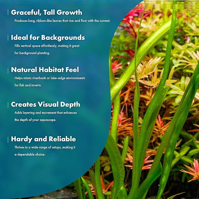 Live Plant - Tall Grass, Red Jungle Vallisneria (Vallisneria gigantea 'Rubra') - Easy Care, Moderate to High Light, Reddish Green, Background - Lead Bunch, 4 Pack