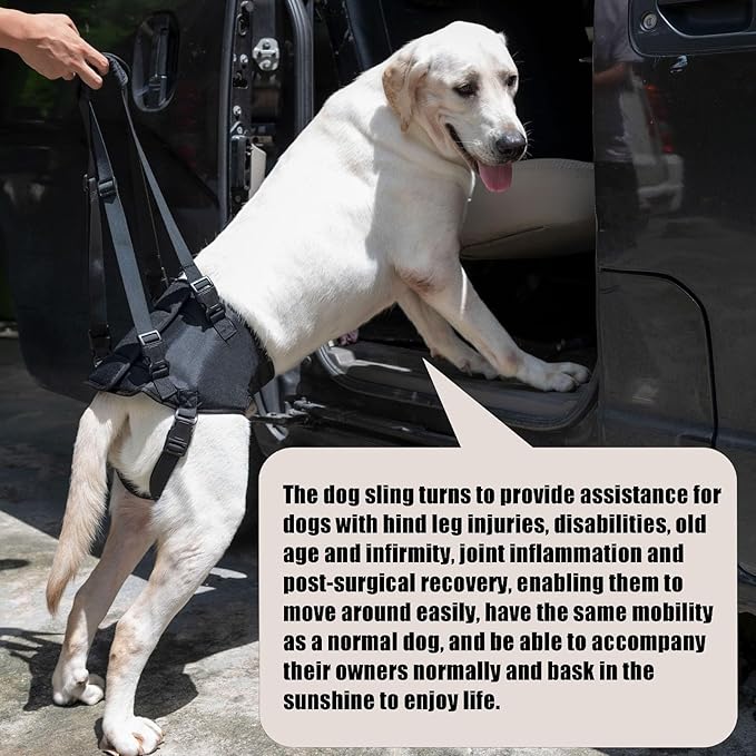 Dog Lift Harness for Dogs with Disabled Arthritis and Weak Back Legs, humanized Design with Comfortable Materials, Adjustable Back Legs and Straps, Suitable for Helping Dogs to Recover and Walk. (M)