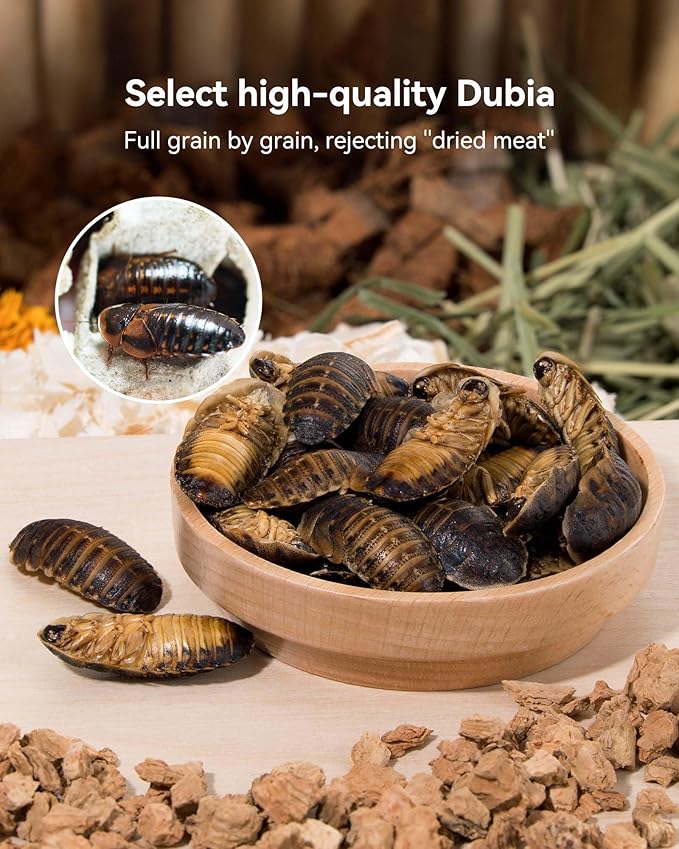 Niteangel Small Animal Snack & Treats - Small Critter Natural Treat for Dwarf Syrian Hamsters Gerbils Mice Sugar Glider Hedgehogs Chickens Birds (Freeze-Dried Dubia)