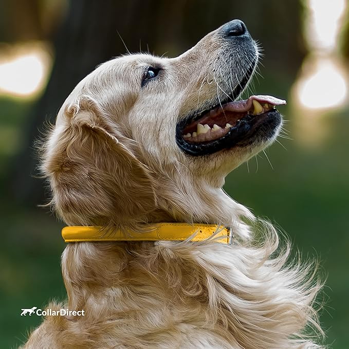 CollarDirect Rolled Leather Dog Collar, Soft Padded Round Puppy Collar, Handmade Genuine Leather Collar Dog Small Large Cat Collars 13 Colors (11-14 Inch, Yellow Textured)