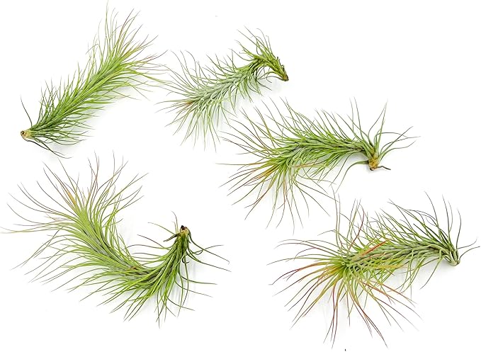 Air Plants - Tillandsia Funckiana, Large 5" - 5ct - Live Arrival Guaranteed - House Plants for Home Decor & Gift