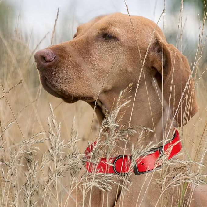 Dogline Biothane Waterproof Dog Collar Strong Coated Nylon Webbing with Black Hardware Odor- Proof for Easy Care Easy to Clean High Performance Fits Small Medium or Large Dogs, Cherry Red