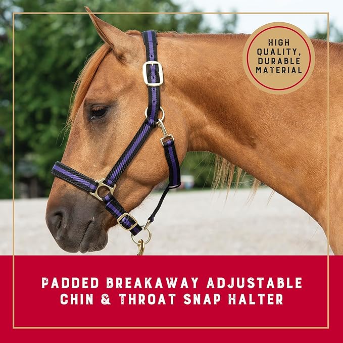 Weaver Equine Breakaway Horse Halter, Comfort Foam Padding, Adjustable Chin & Throat Snap Halters for Horses, Equine Tack,Average Size