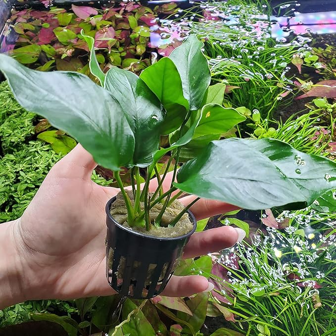 Anubias Live Aquarium Plants - Potted Freshwater Plant for Fish Tanks, Terrariums - Beginner Friendly Low Light (Barteri, 5 Pots)