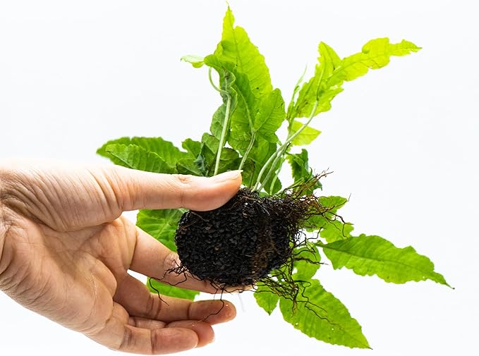 Java Fern Live Aquarium Plants – Windelov, Narrow Leaf & More– Easy Aquascaping Plants for Freshwater Tanks, Low Light, No CO₂ (Bolbitis Heteroclita on Nutripad)