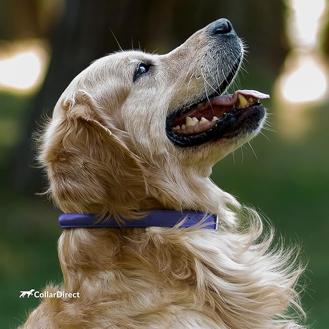 CollarDirect Rolled Leather Dog Collar, Soft Padded Round Puppy Collar, Handmade Genuine Leather Collar Dog Small Large Cat Collars 13 Colors (11-14 Inch, Purple Textured)