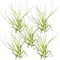 Air Plants - Tillandsia Straminea Jumbo 6-9" - 5ct - Live Arrival Guaranteed - House Plants for Home Decor & Gift