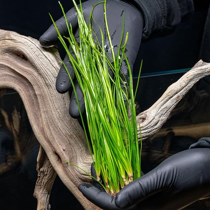 Live Plant - Tall Grass, Vallisneria Nana - Easy Care, Low to Moderage Light, Bright Green Accent, Freshwater Aquatic Plant for Aquascaping - Lead Bunch