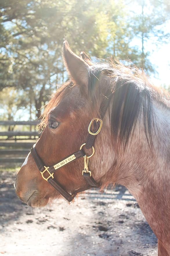 Turnout Leather Halter for Horses with Customized Engraved Name Plate | Brown Leather with Solid Brass Hardware | Fixed Chin, Double Buckle Crown