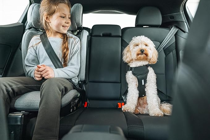 Thule Cappy Dog Harness M - Crash-Tested for Safety - Seatbelt passthrough - Adjustable & Easy to Clean - Padded Breathable mesh Panels - Leash Loop - Step-in Design