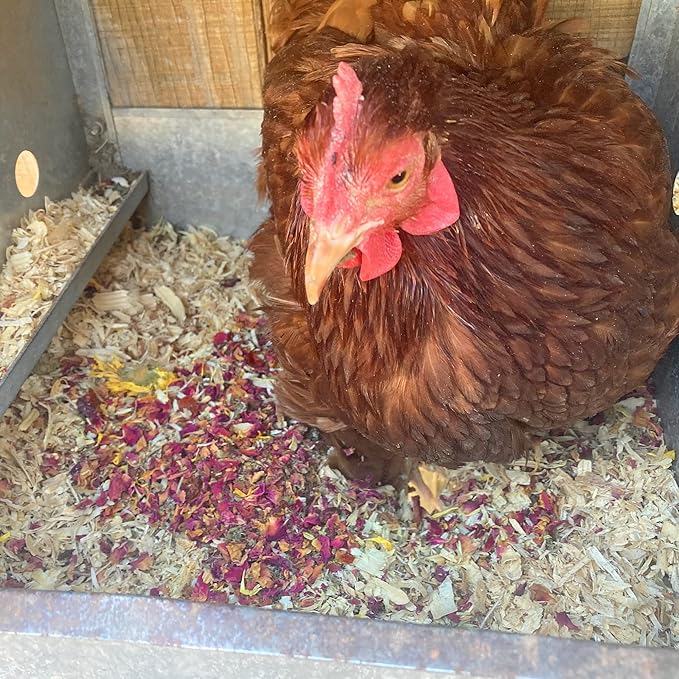 Non-GMO Backyard Chicken Nesting Herbs (10 oz) - Naturally Keep A Clean Coop Your Hens Will Love