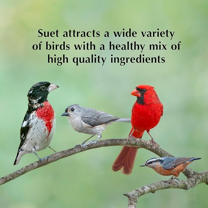 C&S Sunflower Suet Nuggets, Suet Nuggets for Wild Birds, 8 Lbs