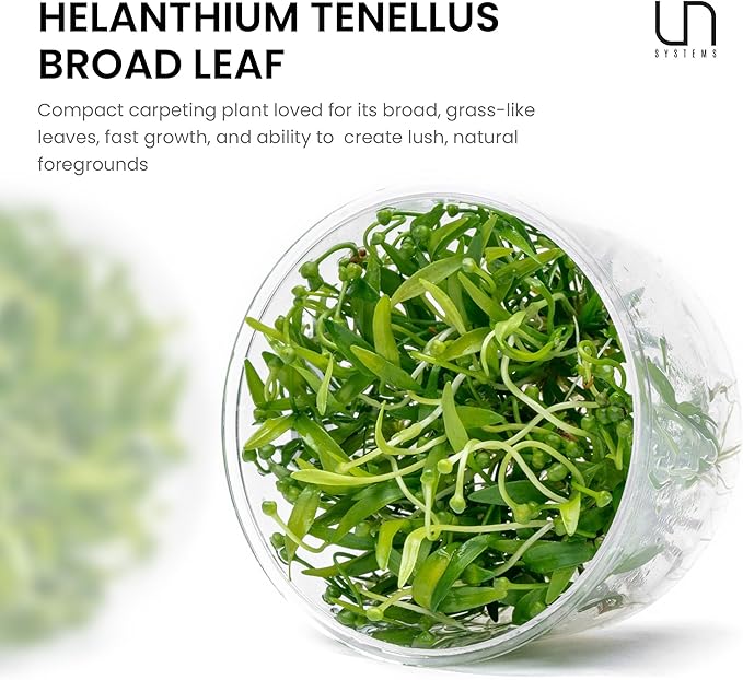 Ultum Nature Systems Live Tissue Culture - Helanthium tenellum 'Broad Leaf' - Easy - Medium to High Light - Bright Green Accent - Foreground - 100% Snail Free Grown in-Vitro - Regular Cup