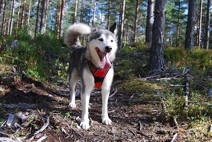 TRUE LOVE Adjustable No-Pull Dog Harness Reflective Pup Vest Harnesses Comfortable Control Brilliant Colors Truelove TLH5651(Red,XS)