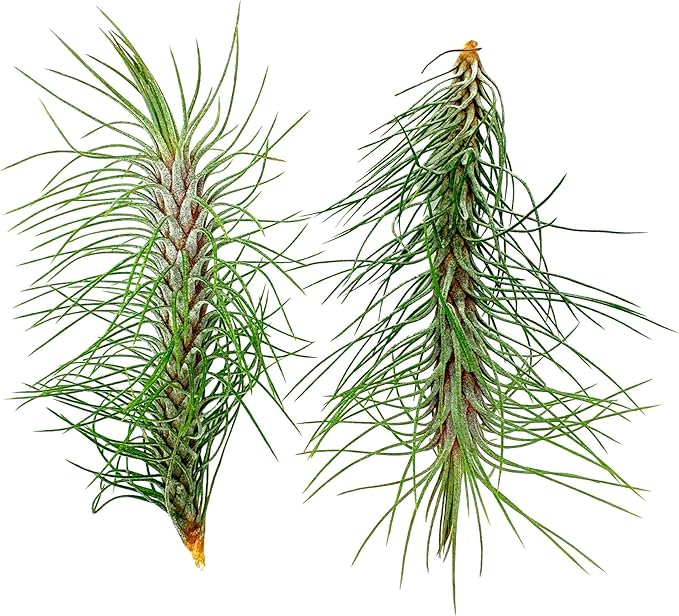 Air Plants - Colombian Tillandsia Funckiana, Large 5" - 2ct - Live Arrival Guaranteed - House Plants for Home Decor & Gift