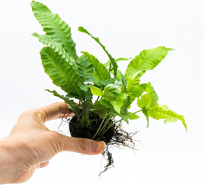 Java Fern Live Aquarium Plants – Windelov, Narrow Leaf & More– Easy Aquascaping Plants for Freshwater Tanks, Low Light, No CO₂ (Bolbitis Heteroclita on Nutripad)