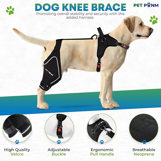 Comfortable Dog Knee Brace for Both Hind Legs with Harness - for ACL Tear, Luxating Patellae, Osteoarthritis & Instability - for Recovery & Injury Prevention in Active/Aging Dogs - (XLarge)