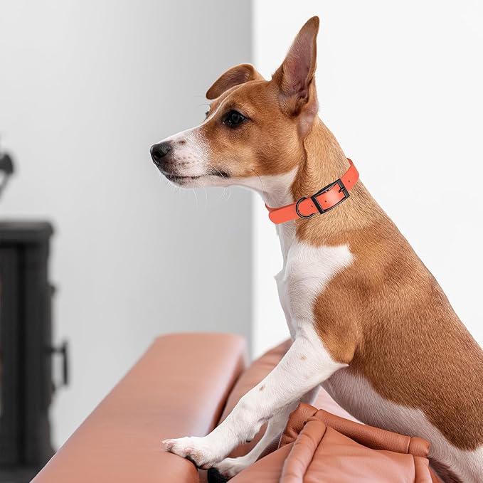 Dogline Biothane Waterproof Dog Collar Strong Coated Nylon Webbing with Black Hardware Odor- Proof for Easy Care Easy to Clean High Performance Fits Small Medium or Large Dogs, Coral