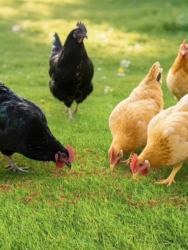 Mealworms Chicken Treats 2 Lbs with Handle Packing, High-Protein Promote Egg Production, Natural Chicken Feed for Laying Hens Wild Birds Ducks