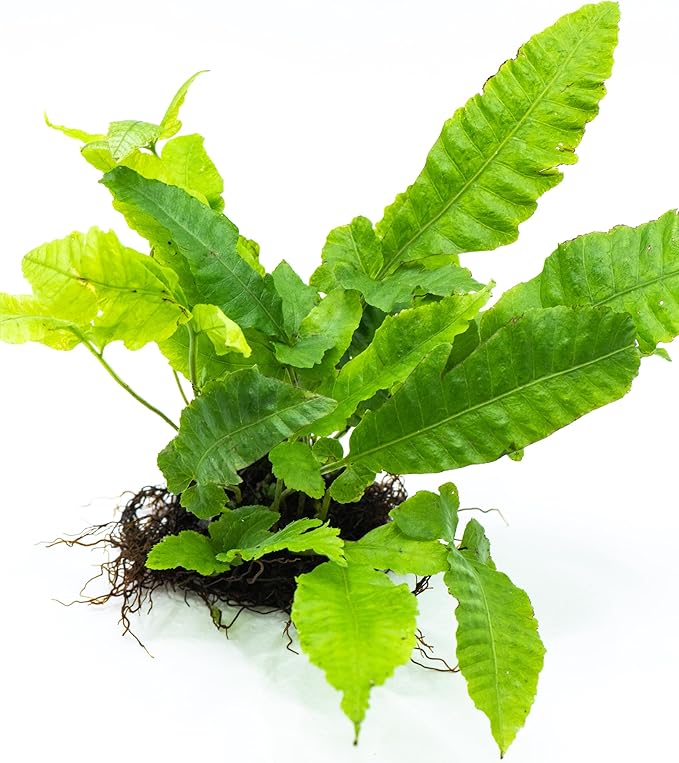 Java Fern Live Aquarium Plants – Windelov, Narrow Leaf & More– Easy Aquascaping Plants for Freshwater Tanks, Low Light, No CO₂ (Bolbitis Heteroclita on Nutripad)