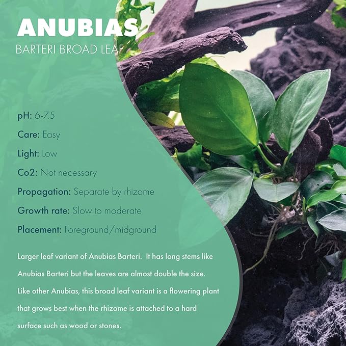Anubias Live Aquarium Plants - Potted Freshwater Plant for Fish Tanks, Terrariums - Beginner Friendly Low Light (Barteri Broad Leaf, 1 Pot)
