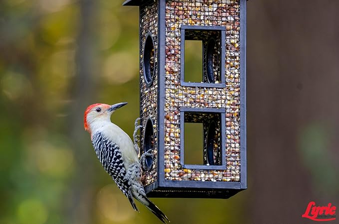 Lyric Woodpecker Wild Bird Seed, No Waste Bird Seed with Nuts, Dried Fruit & Shelled Seeds - 5 lb. Bag