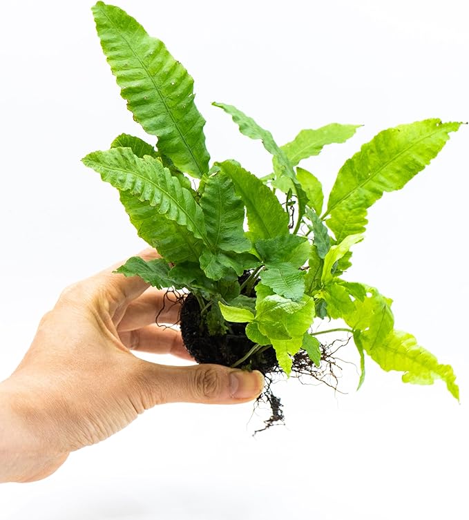 Java Fern Live Aquarium Plants – Windelov, Narrow Leaf & More– Easy Aquascaping Plants for Freshwater Tanks, Low Light, No CO₂ (Bolbitis Heteroclita on Nutripad)