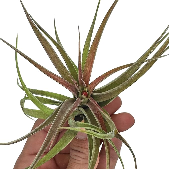 Air Plants - Tillandsia Brachycaulos Abdita, Large 4-6" - 2 ct - Live Arrival Guaranteed - House Plants for Home Decor & Gift