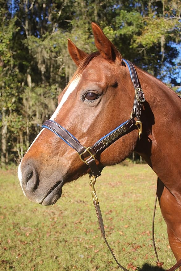 Leather Halter for Horses with Customized Engraved Name Plate Option Halter for Horse | Brown/Brass, Padded Halter (Blue or Green) Black/Brass, Black/Chrome Options