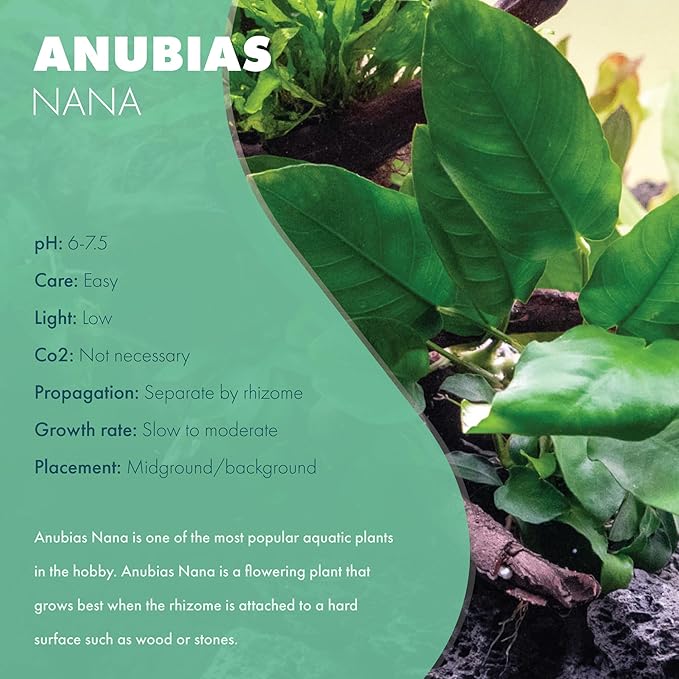 Anubias Live Aquarium Plants - Potted Freshwater Plant for Fish Tanks, Terrariums - Beginner Friendly Low Light (Nana, 3 Pots)