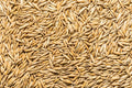 Thunder Acres Non GMO, Certified Organic, Oat Seed (5 lb.)