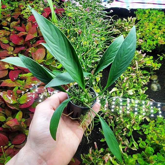 Anubias Live Aquarium Plants - Potted Freshwater Plant for Fish Tanks, Terrariums - Beginner Friendly Low Light (Glabra, 1 Pot)