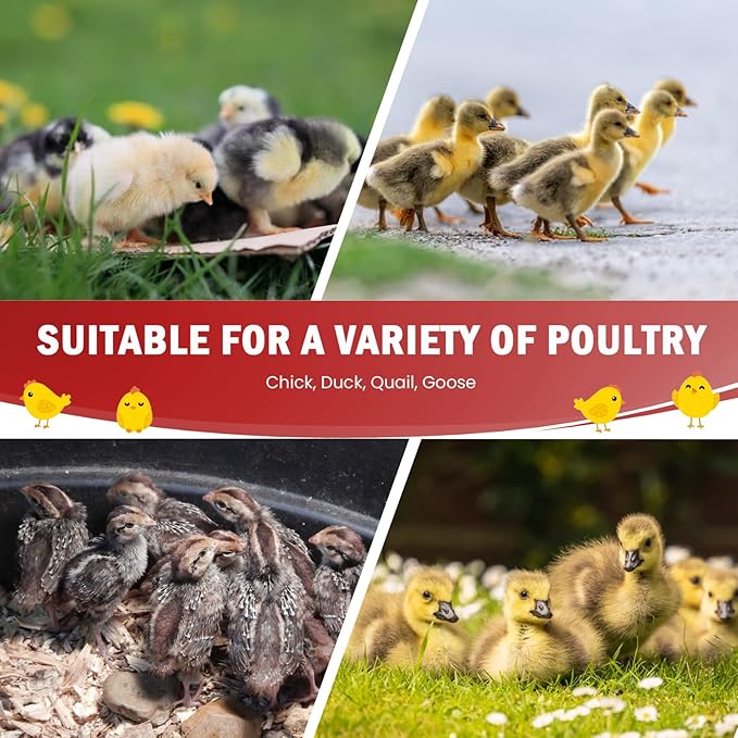 Brooder Box for Chick Starter Kit - Brooder Pen/Baby Chicken Supplies Brooder Box with Ideal Size Brooding Up to 15 Baby Chick, Duck and Quail