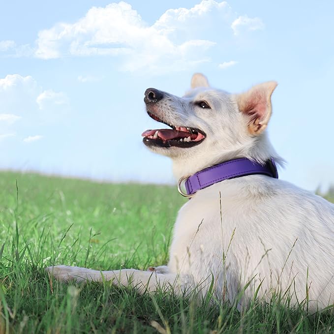 Didog Soft Padded Dog Collars for Small Dogs, Lightweight and Breathable Dog Collar with Metal Buckle for Puppy, Purple, S
