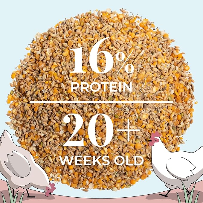 Organic Chicken Feed – Layer Whole Grain, Non-GMO, USA Grown, 16% Protein, Corn-Free, Soy-Free, Non-Medicated Feed for Chickens, 2 lb Sample