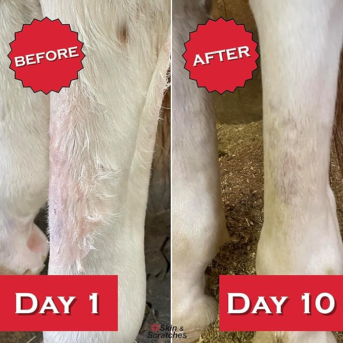 Show Out Skin & Scratches 4 oz Concentrate - Fast Relief and Prevention for Horse Care. Use on Equine Scratches/Mud Fever, Girth Itch, Mange, Thrush, Rain Rot, Ringworm, etc w/Empty Spray Bottle