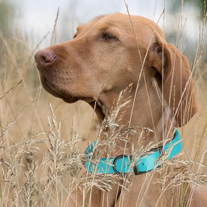 Dogline Biothane Waterproof Dog Collar Strong Coated Nylon Webbing with Black Hardware Odor- Proof for Easy Care Easy to Clean High Performance Fits Small Medium or Large Dogs, Sky Blue